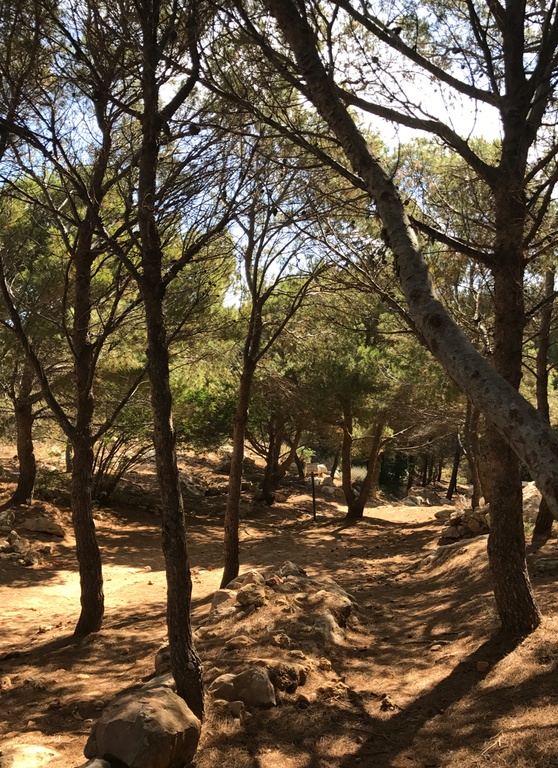 Il sentiero incontaminato di Cala Pulcino — foto 3
