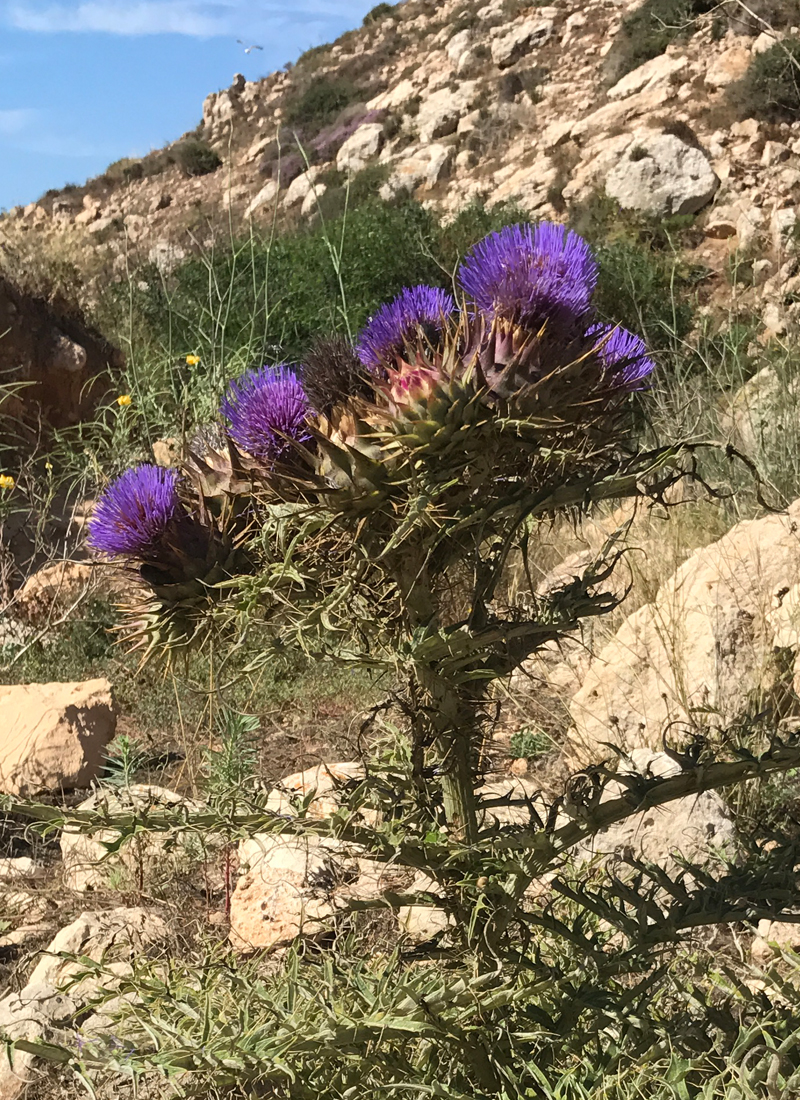 Il sentiero incontaminato di Cala Pulcino — foto 4