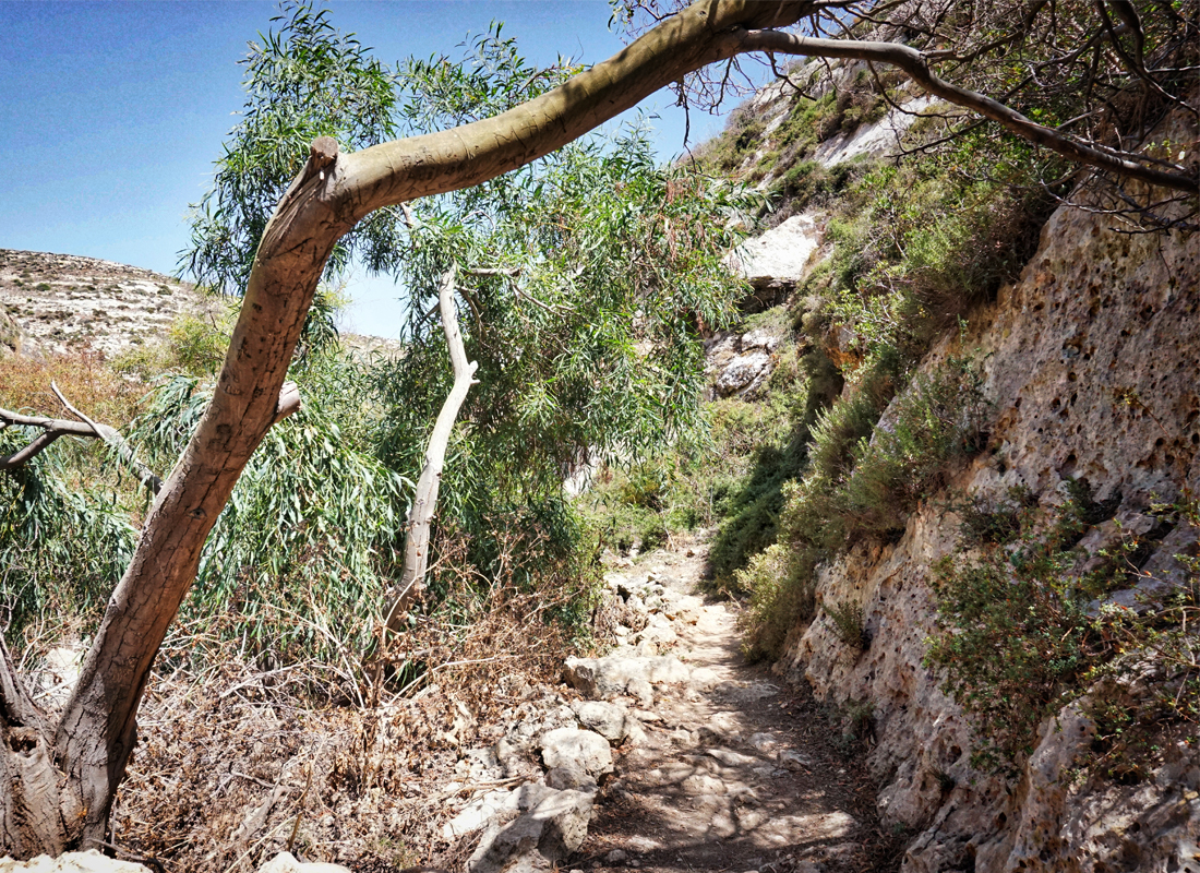 Il sentiero incontaminato di Cala Pulcino — foto 6