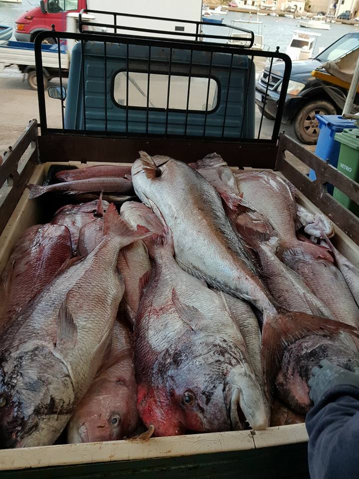 Mercatino del Pesce di Lampedusa: tra pescheria, ristorante e tradizione locale — foto 15