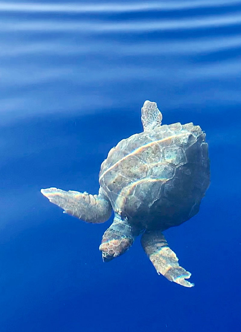 Un’indimenticabile escursione a Linosa con noleggio barche Dag — foto 2